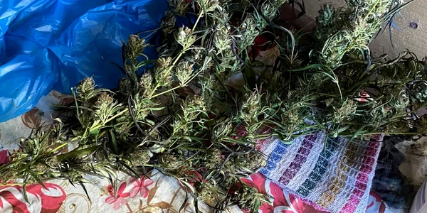 cannabis 1