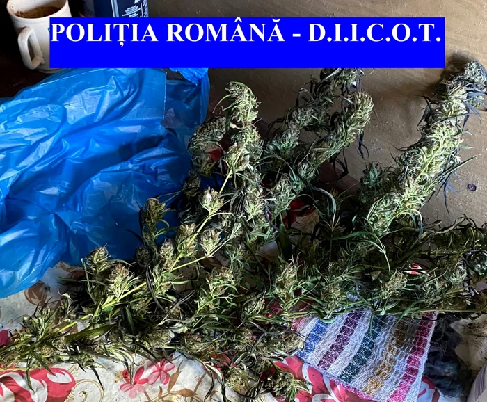 Procurorii DIICOT au găsit peste 3,6 kilograme de cannabis în locuinţa celor doi bărbaţi FOTO DIICOT