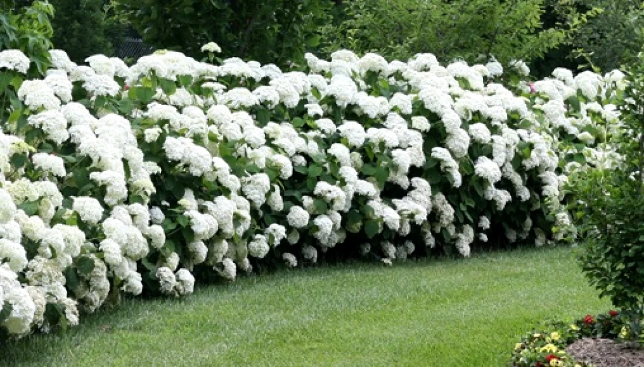 hortensia hydrangeea macrophylla