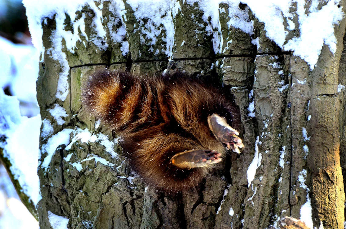 raton blocat trunchi copac Koln