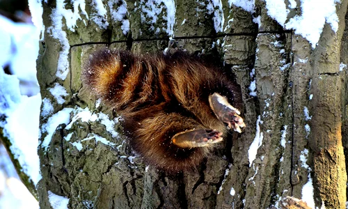 raton blocat trunchi copac Koln jpeg