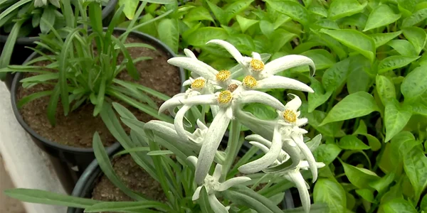 floare de colt 2 jpg