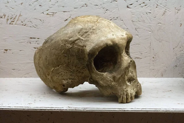 Craniul unui Om de Neanderthal (© Zde / Wikimedia Commons)