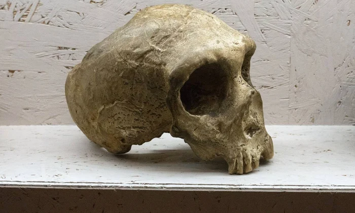 Craniul unui Om de Neanderthal (© Zde / Wikimedia Commons)