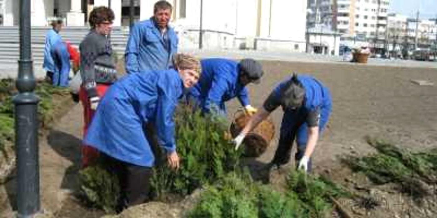 Pe spaţiu din jurul Catedralei vor fi plantate diverse specii de plante
