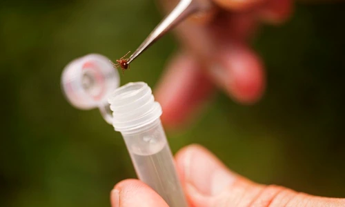 1 74015 original jpg jpeg