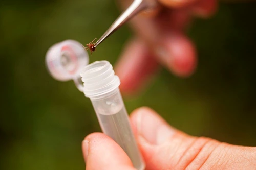 1 74015 original jpg jpeg