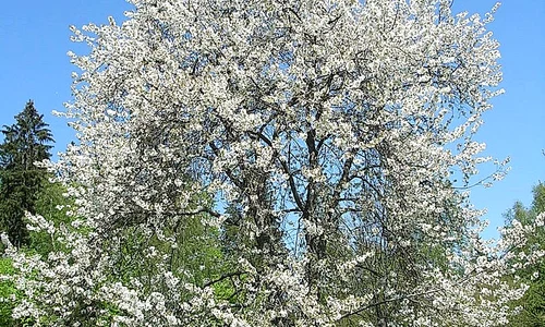 Strada Cireșoaia jpeg