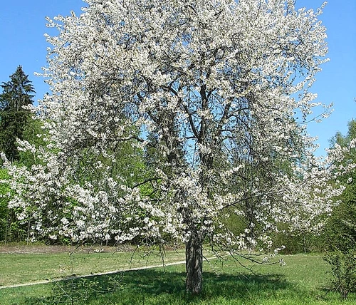 Strada Cireșoaia jpeg