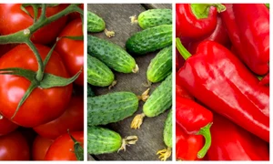 rosii castraveti ardei (1) jpg