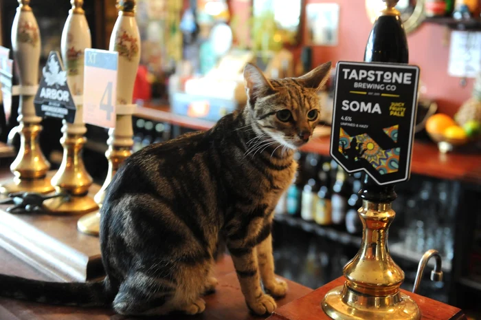 Felinele stau toată ziua pe bar (Foto: Profimedia)