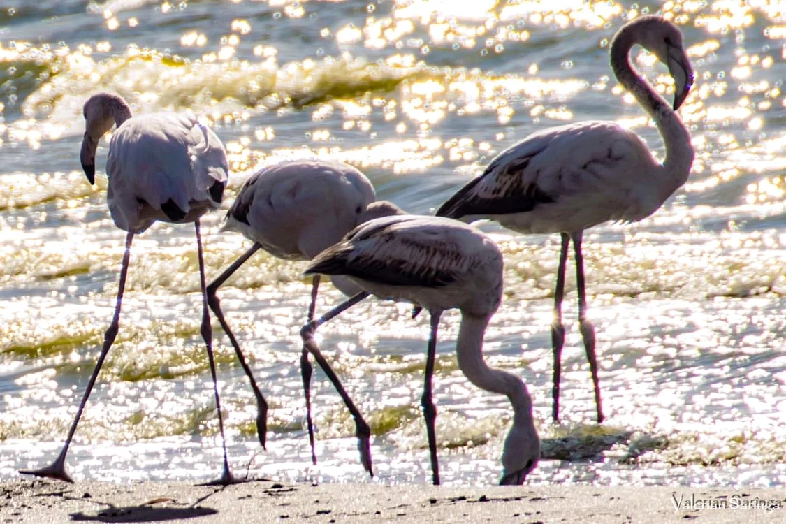 Flamingo pe Lacul Techirghiol SURSA Facebook / Valerian Șărînga