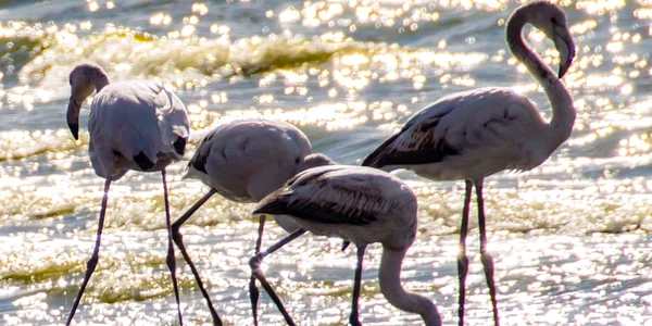 Flamingo pe Lacul Techirghiol Sursa foto Valentin ȘarîngaIMG 0011 jpeg
