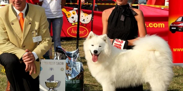 Frumosul câine Puppy, unul dintre câştigătorii expoziţiei din 2011