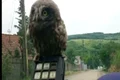 bui pufnita 33190600 jpeg
