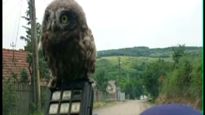 Puiul de bufniță este deja prieten la cataramă cu polițistul care l-a salvat