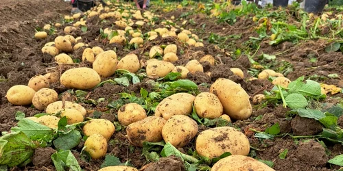 Cartofii de Lungulețu, la mare căutare. FOTO Ștefania Rădoi