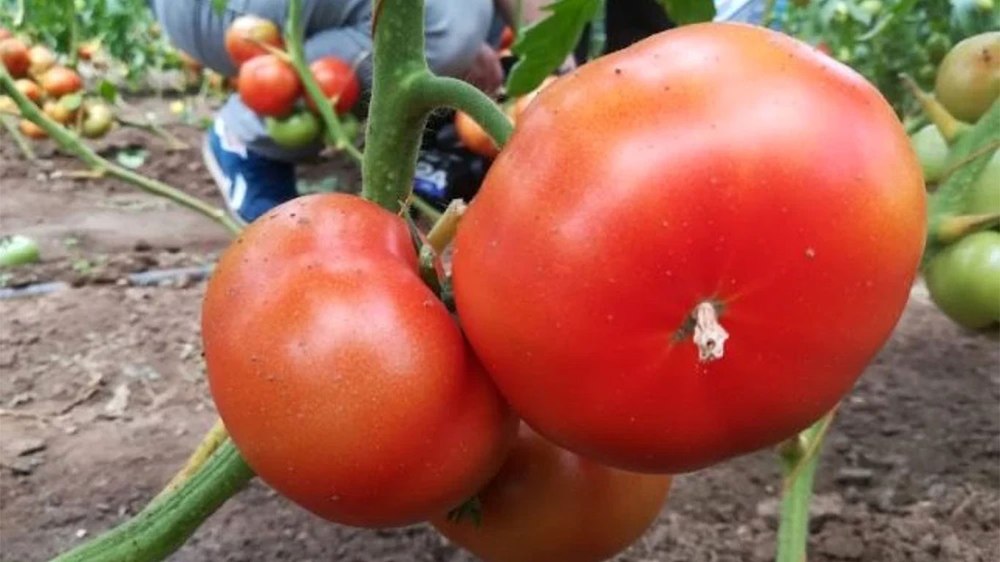 Roșiile românești au ieșit pe piață. Cu cât vând marfa producătorii din celebrul bazin legumicol Matca