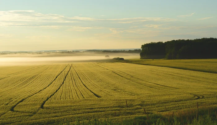 Cum pot intra legal în posesia terenului proprietarii care dețin mai mult pământ / foto: Pixabay