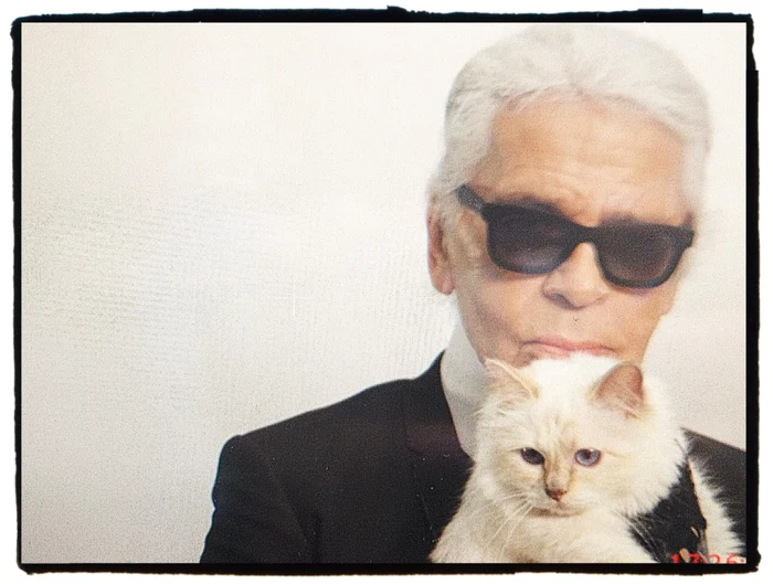 pisica lagerfeld