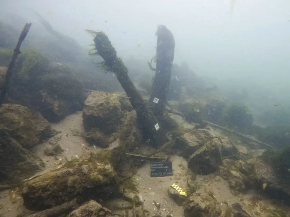 Cele mai mari părți rămase ale podului. Cei doi stâlpi de lemn ies la aproximativ un metru din albia râului și au un diametru de aproximativ 20 de centimetri (© Carlos Pinto /  Kantonsarchäologie Solothurn)