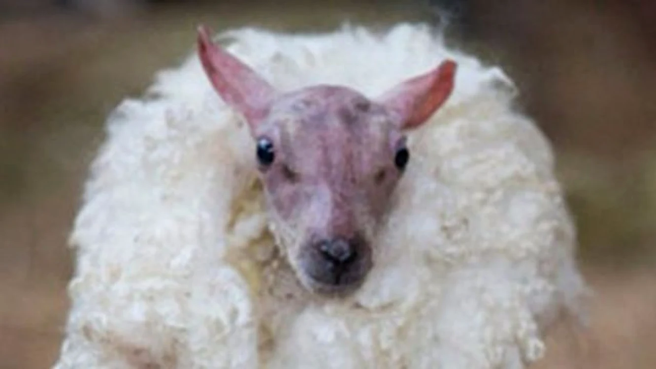 Una dintre oile tulburate de canabis la Rhydypandy  FOTO Wales News Service