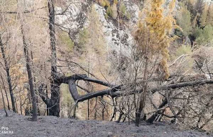 urmari incendiu scarita belioara