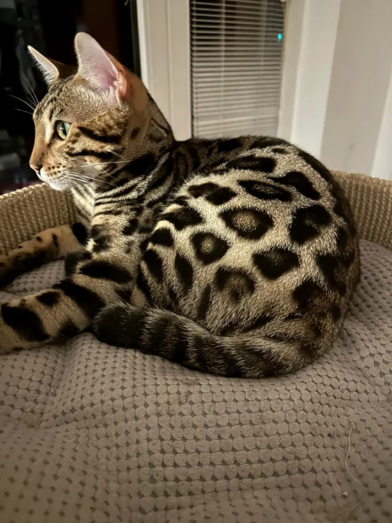 Apolo of Bengamoon jpg