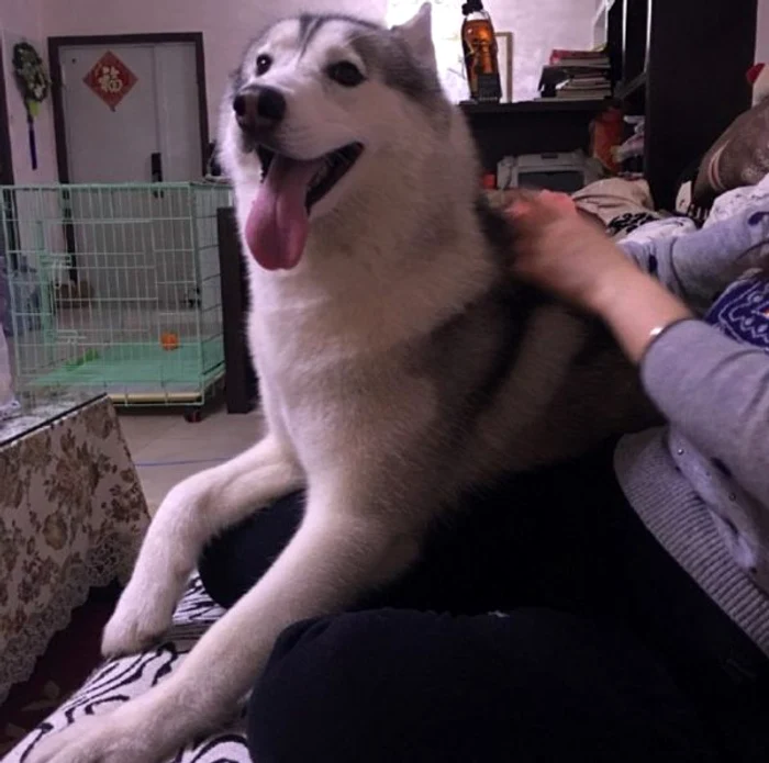 Câinele năzdrăvan nu a regretat deloc ceea ce a făcut