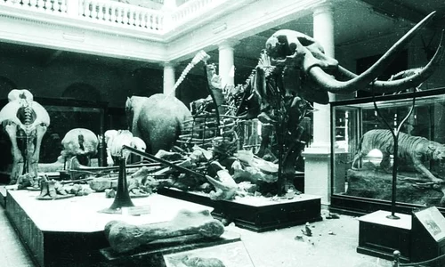 Scheletul de Deinotherium gigantissimum,  unicat in lume jpeg