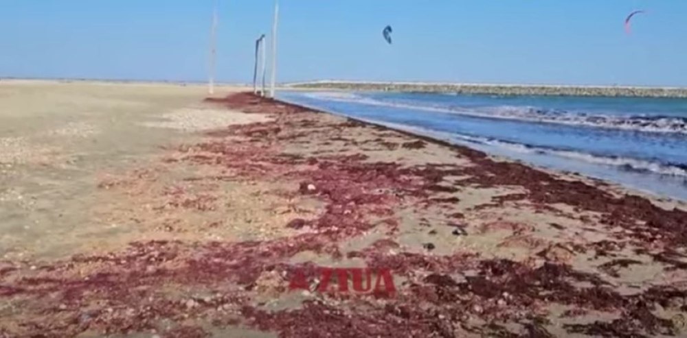 Algele roșii și brune au pus stăpânire pe litoral: „Au ieșit la suprafață pentru că este apa caldă și lumină mai puțină”