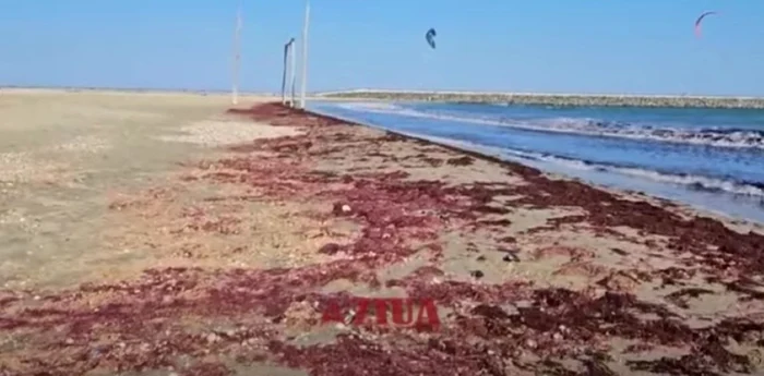 Alge roșii
