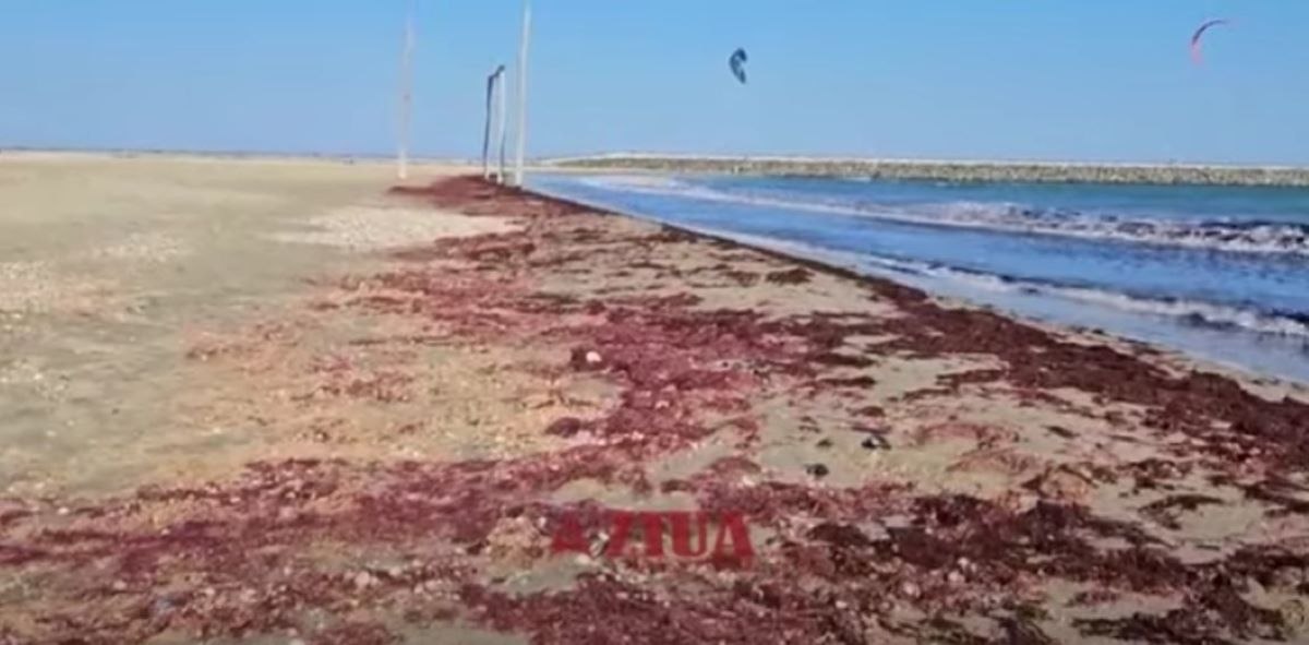 Algele roșii și brune domină litoralul datorită condițiilor favorabile. Algele roșii și brune domină litoralul datorită condițiilor favorabile.