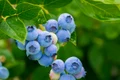berries 3548239 640 0 jpeg