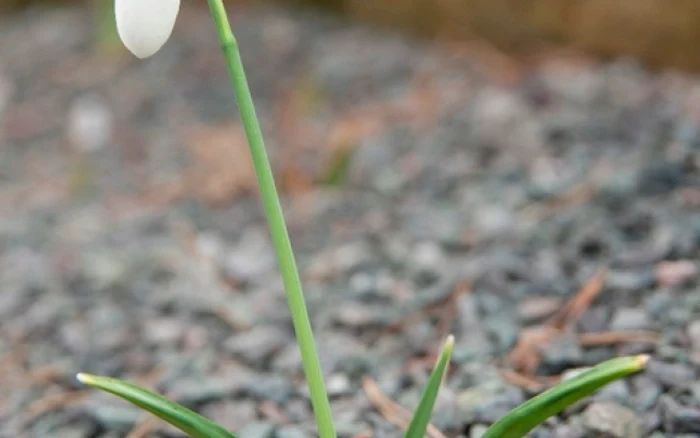 Ghiocelul Galanthus plicatus Sursa foto http