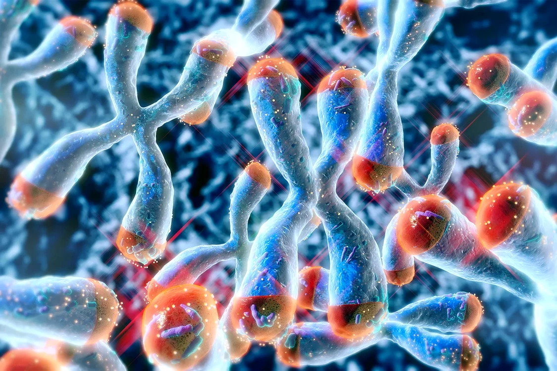 Ilustrație telomeri, capacele protectoare de la capetele cromozomilor Foto Getty Images/Harvard edu