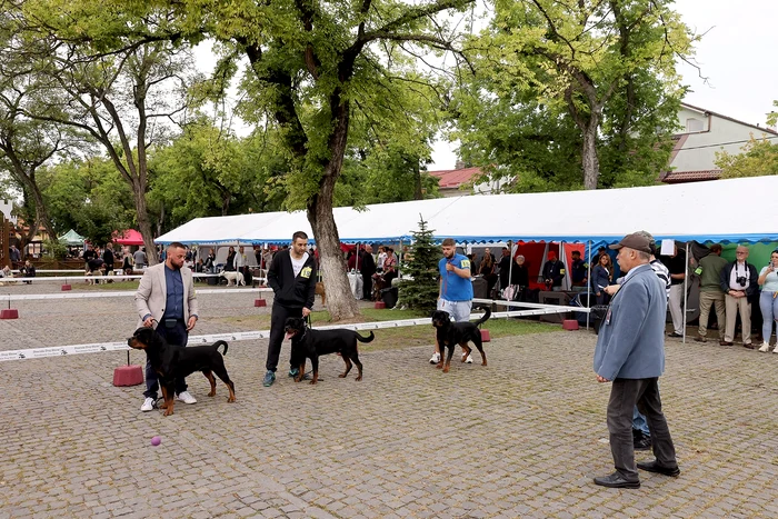 Parada câinilor de talie mare a smuls ropote de aplauze. Foto: Facebook Dracula Dog Show