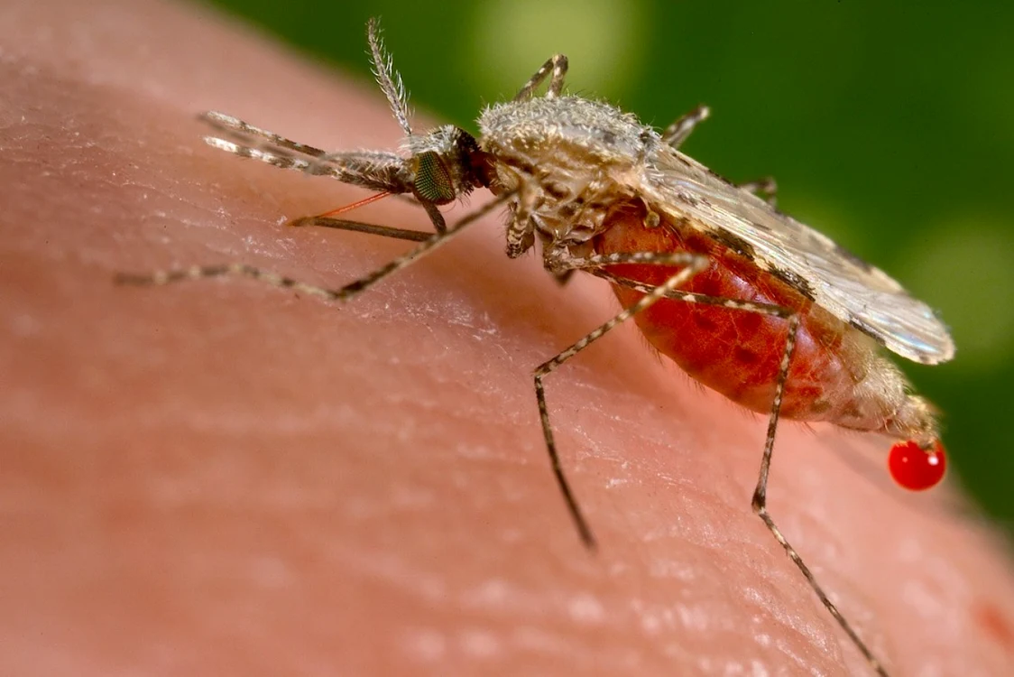 Infectarea cu virusul ”West Nile” se produce prin înţepătura de ţânţar Foto: arhivă Adevărul