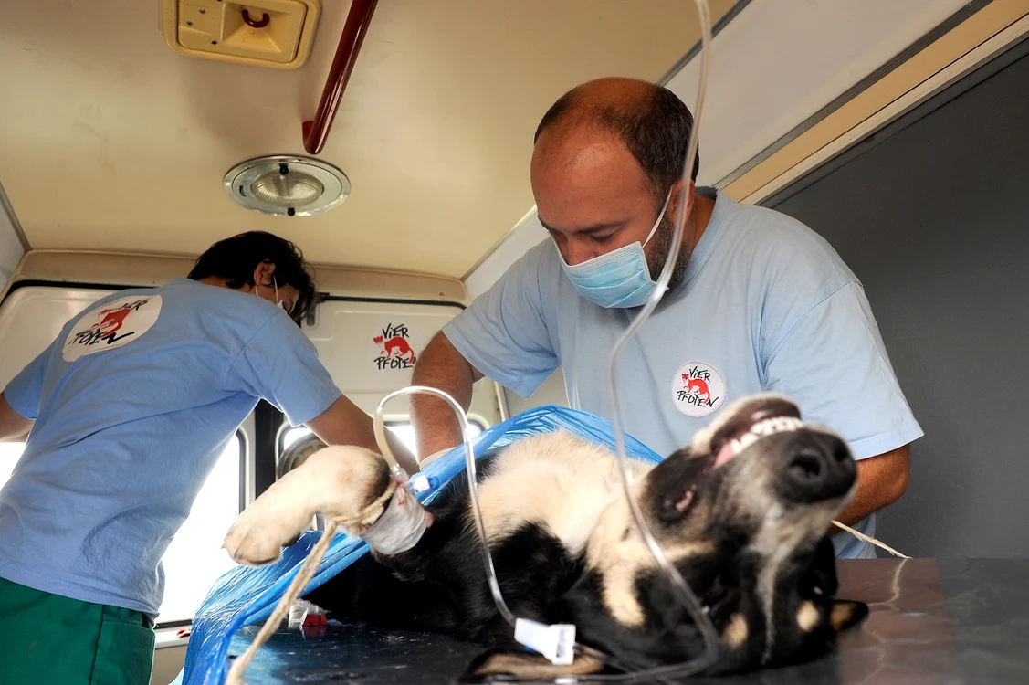 Animalele sunt prinse, sterilizate, deparazitate, vaccinate antirabic şi marcate cu crotalii.