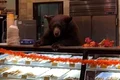 Ursul s a urcat pe tejghea și s a servit cu fursecuri jpg