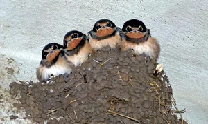 swallows 176140 1280 jpg