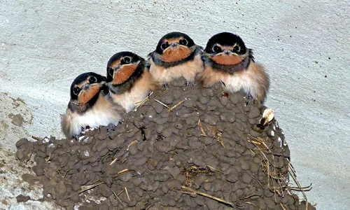 swallows 176140 1280 jpg