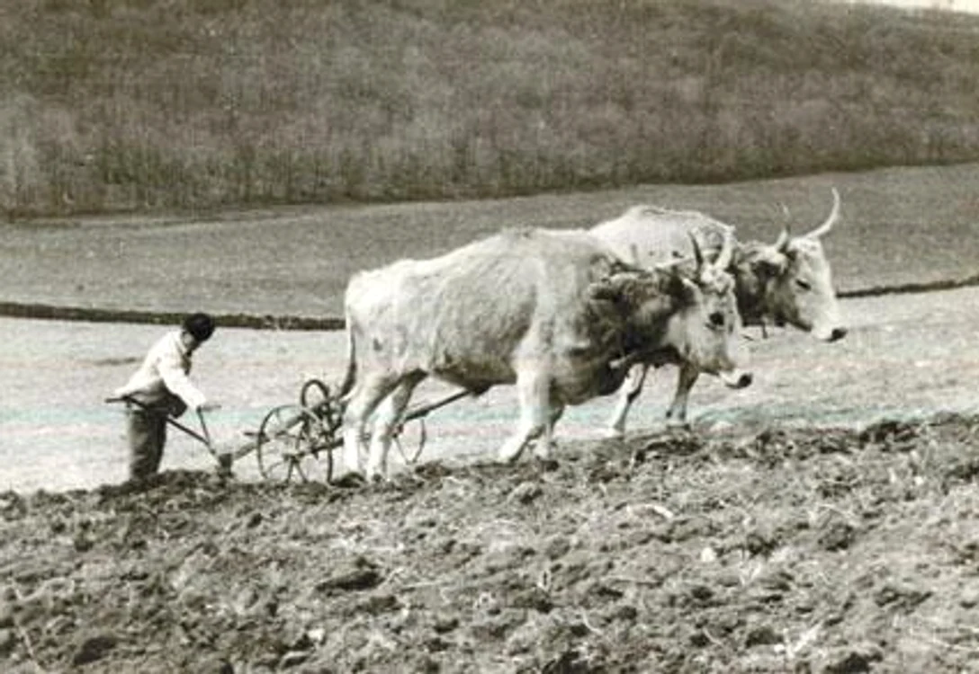 Taran român perioada interbelică FOTO arhivă