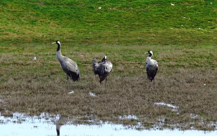 
    Apariția cocorilor în Delta Dunării este un semn că vine primăvaraFoto: Daniel Petrescu/facebook ARBDD  