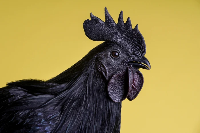 Cocos din rasa Ayam Cemani Foto shutterstock 1891577383 jpg