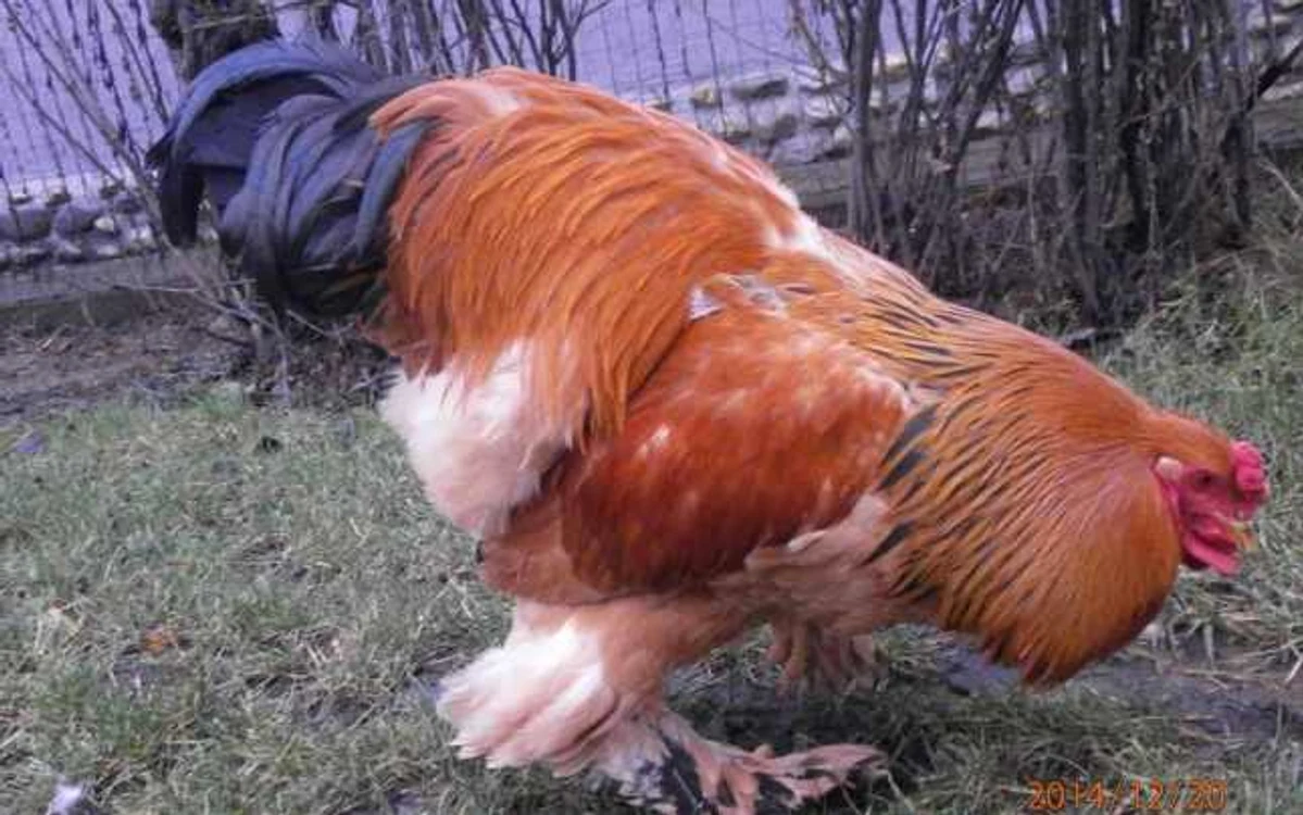 Afacare de succes cu gaini FOTO:Gaini Brahma Baia Mare