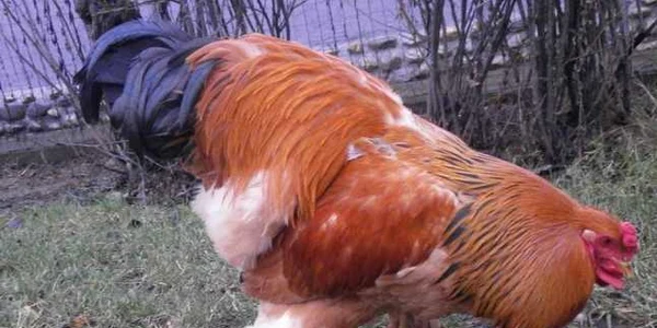 brahma