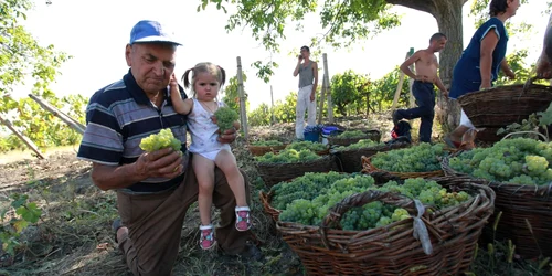 Ţăranii nu vor să dea munca de un an aproape pe degeaba