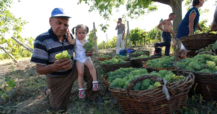 Ţăranii nu vor să dea munca de un an aproape pe degeaba
