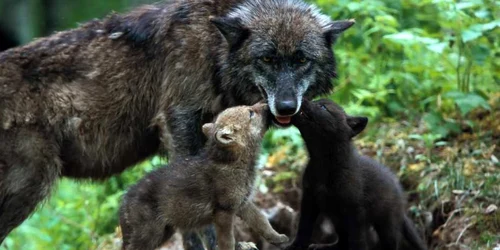 Mama lup şi puii ei. FOTO